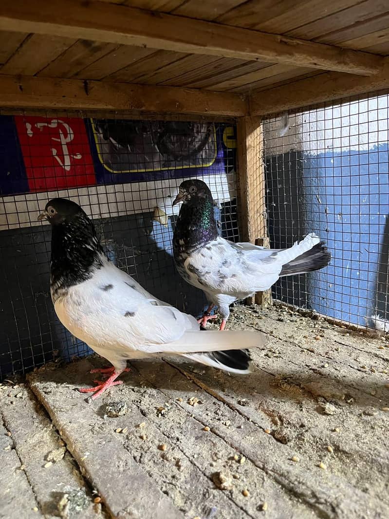 Taddy pair 3