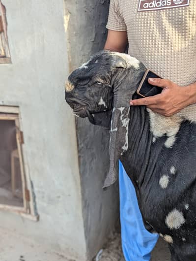 khera bacha for sale 03176540903