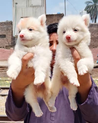 Russian Dog payer 2 month for sale