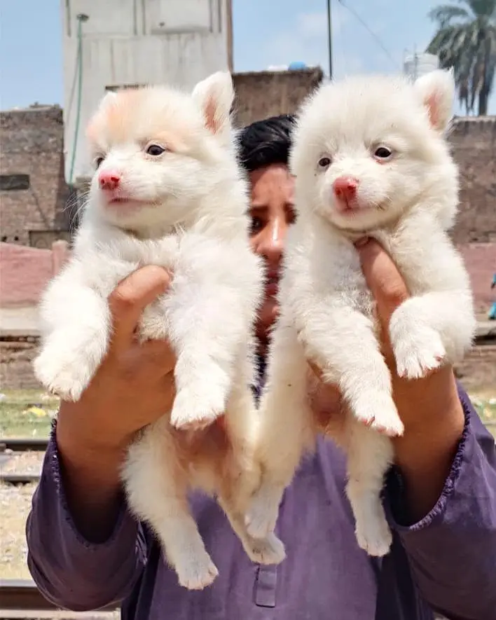 Russian Dog payer 2 month for sale