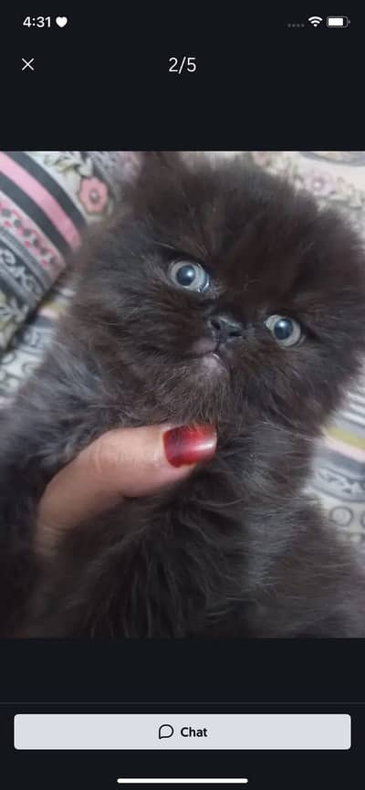 Persian cat extreme punch face