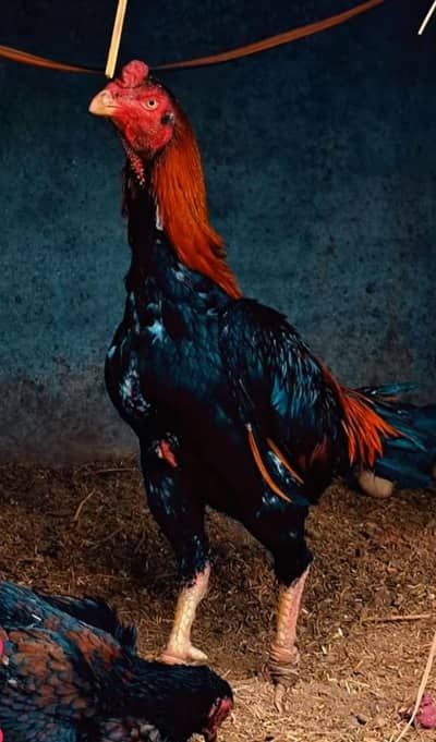 Turkish hint breeder for sale