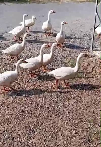 All ducks for sale.