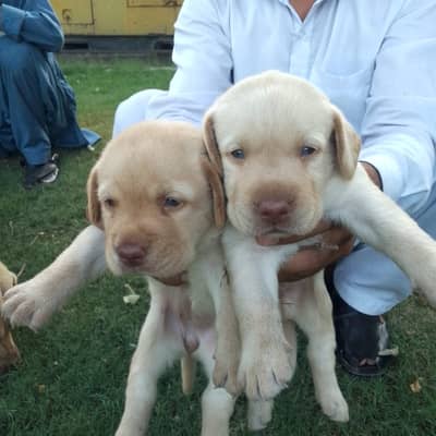 Dog/Labra/Puppy/Fawn/Labrador/Chocolate/Brown Nose