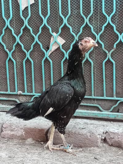 Home Breed Pure Aseel Madi with 2 Chicks
