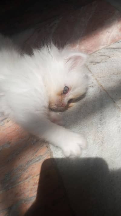 pure white clr with grey eyes