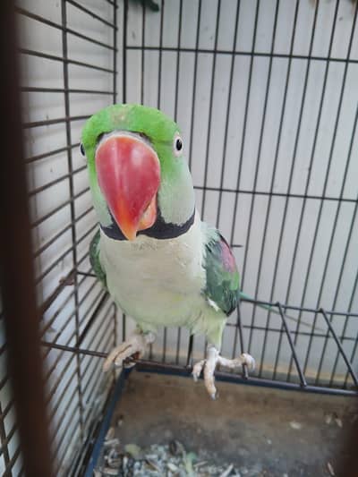 Raw parrot Male