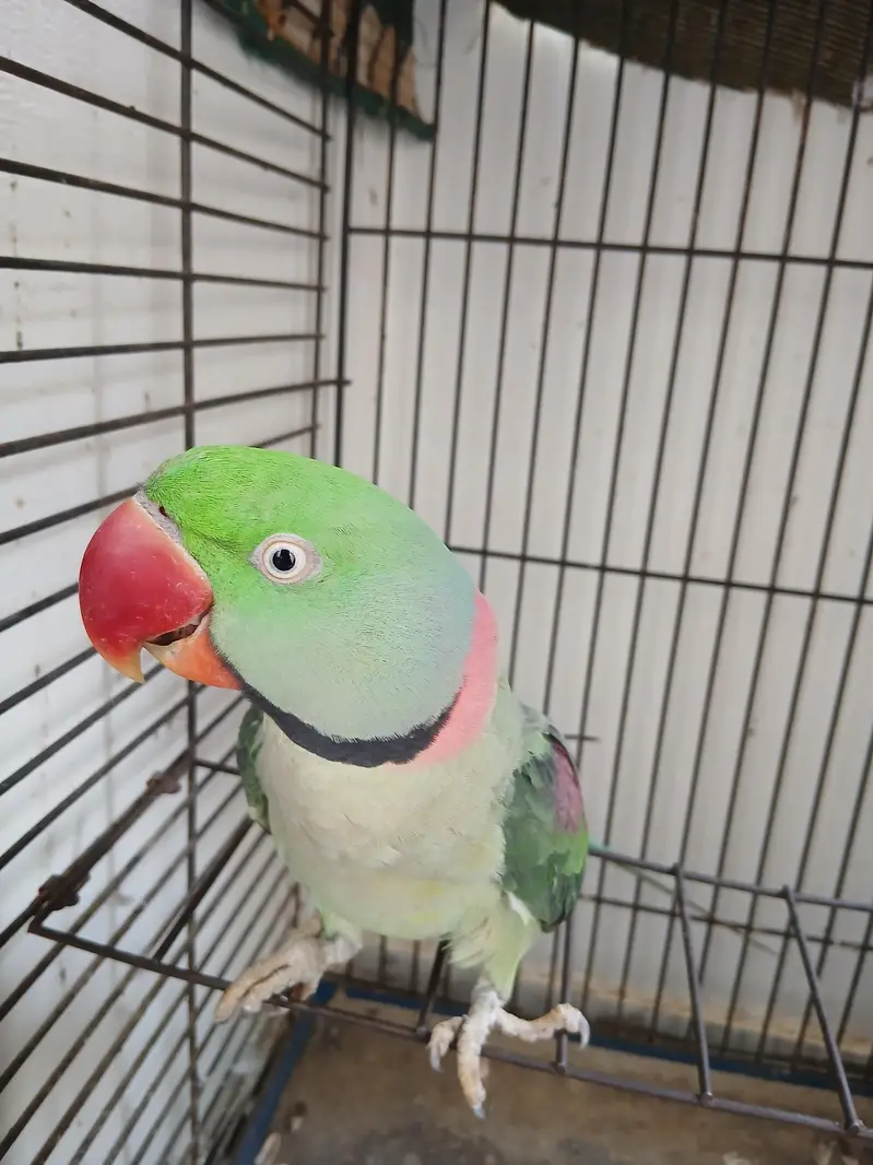 Raw parrot Male — photo 2