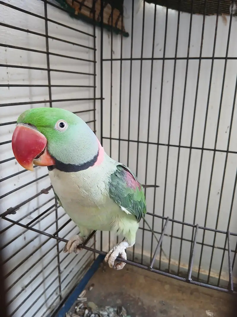 Raw parrot Male — photo 3