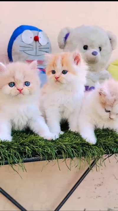 persian cat for sale MywatsapppNumber0341-15-94-140