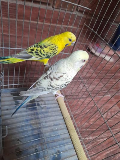 Australian Budgie Parrots