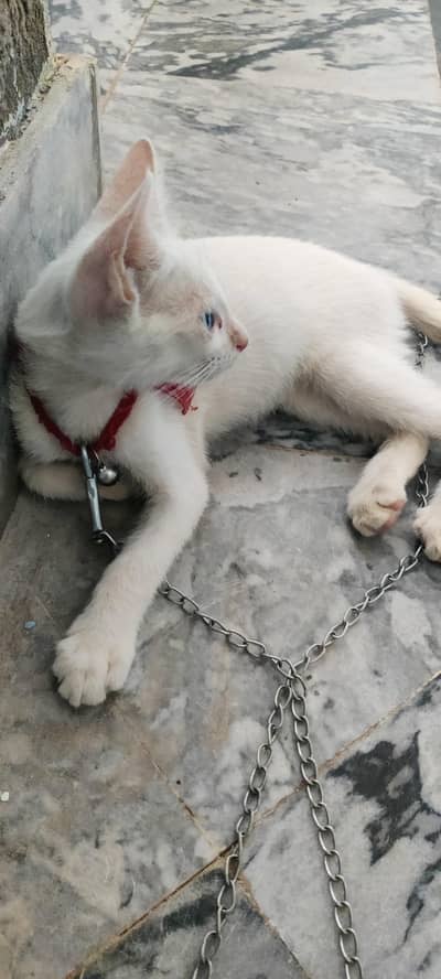 persian cat