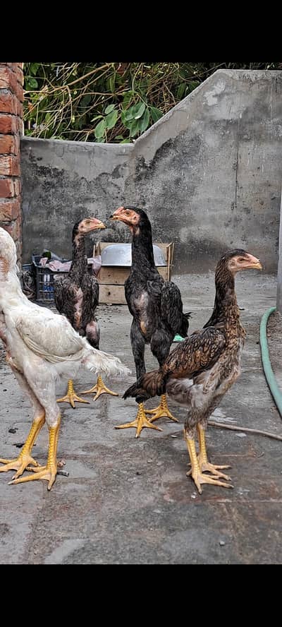 o shamo breed king size 2 month chicks