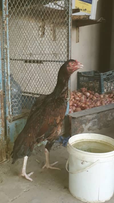 sindhi aseel murgi for sale