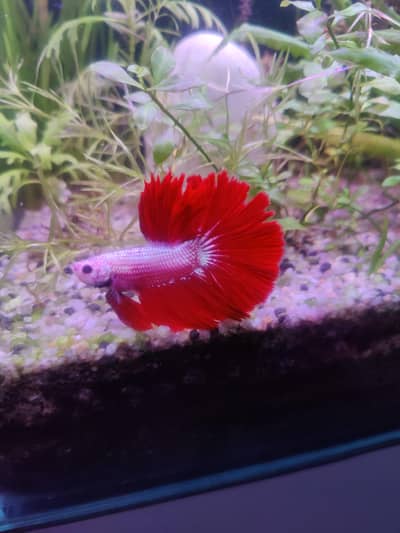 Betta fish for sale