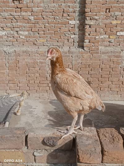 Aseel jawa|lasani murgi|Bengum wuth2 Bengum chicks|lakhi murgi