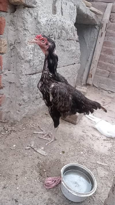 Aseel jawa|lasani murgi|Bengum wuth2 Bengum chicks|lakhi murgi