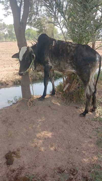 bull for sale