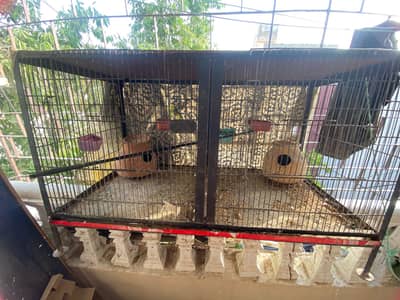 Finches with cage