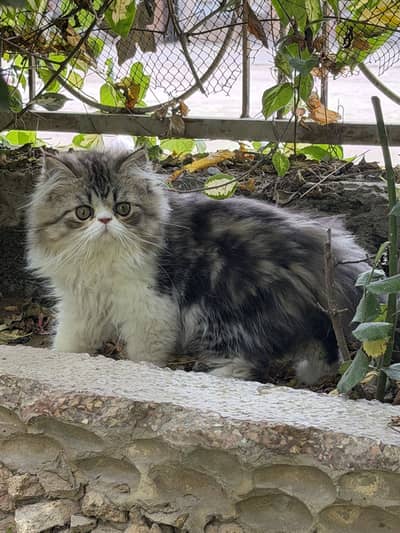 Peki male kitten ( father cfa line)