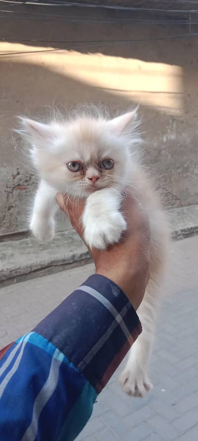 Extreme punch face kitten|long cord Punch Face| pike blood line