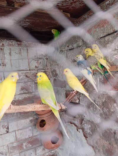 Australion Perots for sale. . 0347 1521806 Whatsapp