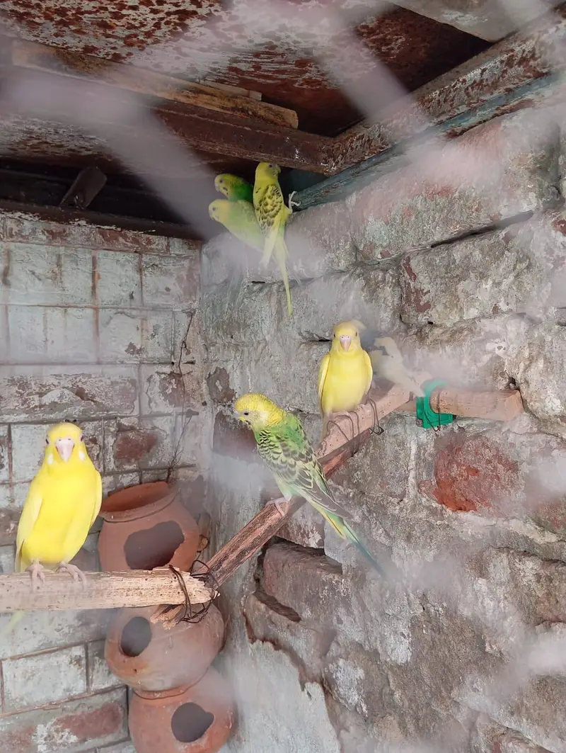 Australion Perots ki kalooni for urgent sale. . 0347 1521806 Whatsapp — photo 3