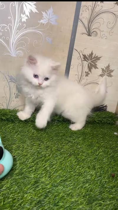 persian cat for sale MywatsapppNumber0341-15-94-140