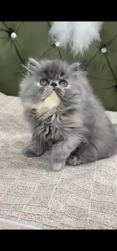 Quality Persian Punch face cat & kitten is03194866952Whatsapp