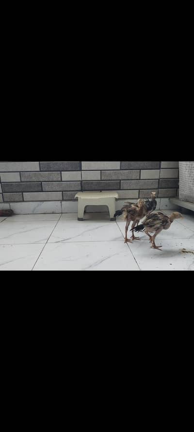 three chicks of dessi breed