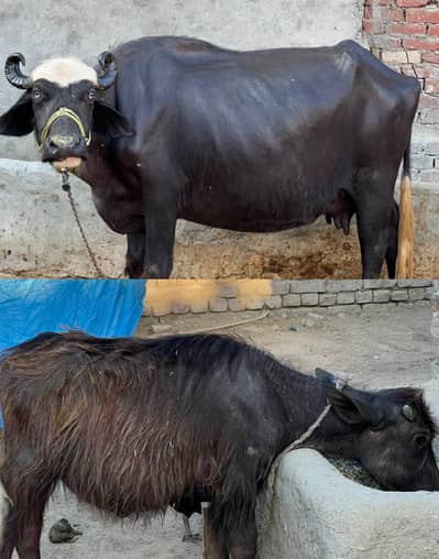 Buffalo Chotti with Katti For Sale