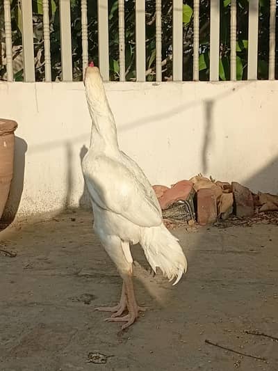 Aseel murga (paper white)