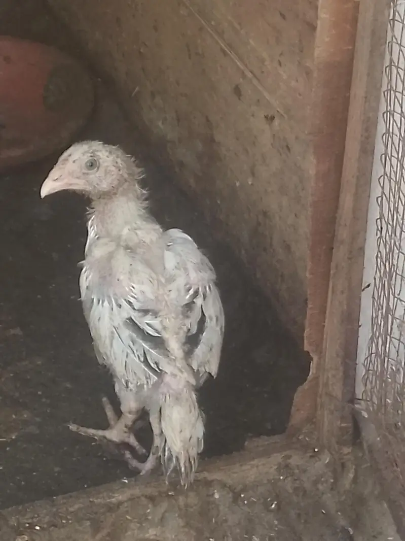 aseel chicks — photo 4