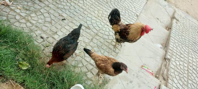 Egg laying chickens and roosters