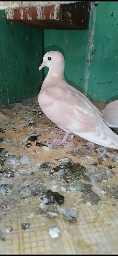Dove For sale