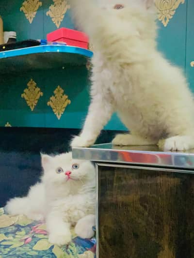 persian cat for sale MywatsapppNumber0341-15-94-140 Sabir Hussain sh