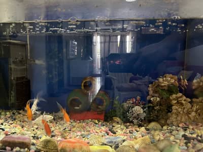 Fish Aquarium for Sale