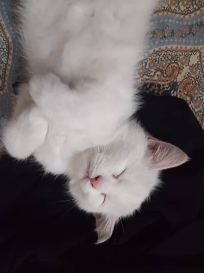 white persian kitten