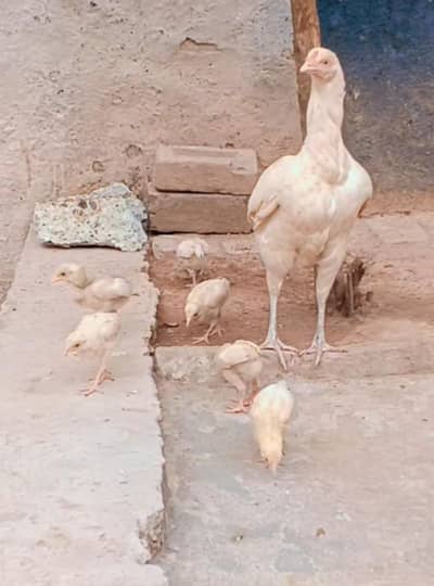 Aseel murgi or 7 chiks