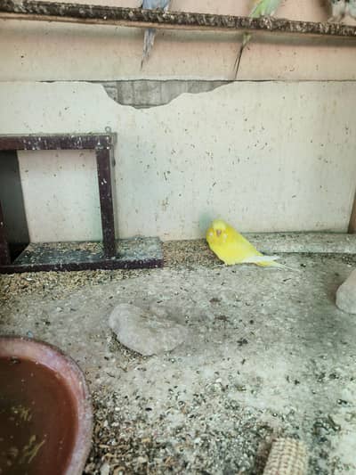 parrots for sale all once