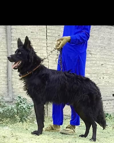 German Shepherd male long coat 9 mahine Umar for sale