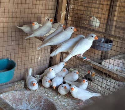 Snow White Finch 10 Pairs