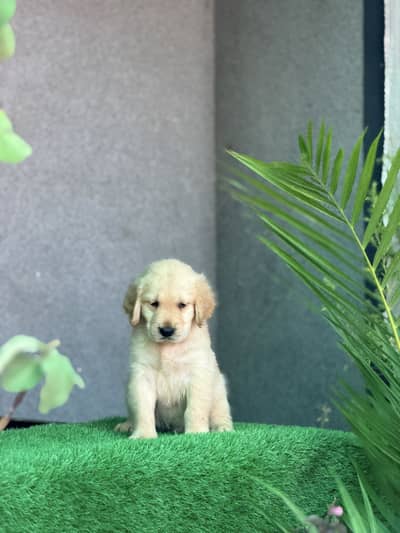 Golden retriever too notch quality puppy