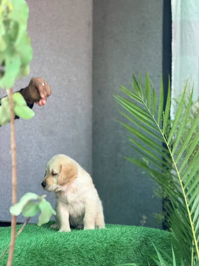Golden retriever too notch quality puppy
