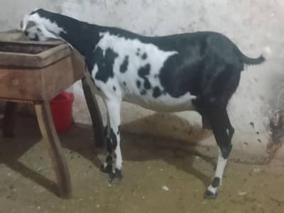 urgent sale