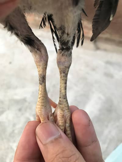 Thai pokoye cross Pakistani old aseel home breed