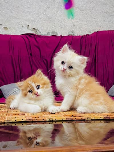 persian cat for sale MywatsapppNumber0341-15-94-140