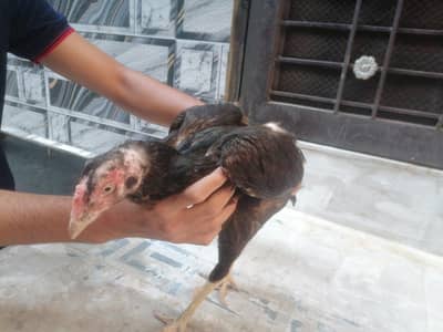aseel hen female