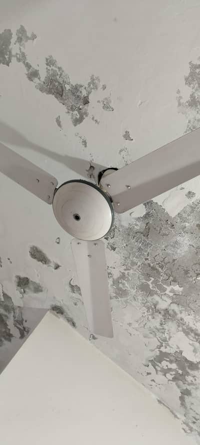 2 fanas for sale wahid and royal urgent sale house shift krna hai