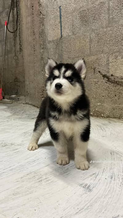 dog dog